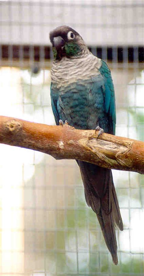 Outback Aviaries