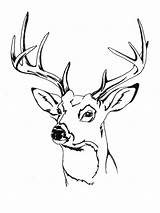 Deer Head Hirschkopf Caprioara Colorat Kleurplaten Hirsch Leukekleurplaten Herten Ausmalbild Kleur Plansededesenat Coloringpage Tipareste Besteausmalbilder sketch template