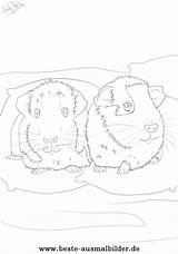 Meerschweinchen Malvorlagen Haustieren Tiere sketch template