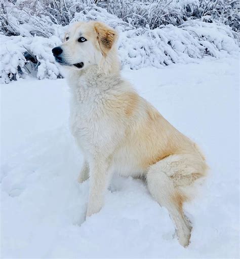 great pyrenees husky mix  ultimate guide  myklife