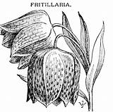 Fritillaria sketch template