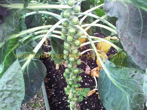 grow brussel sprouts instructions growing tips advice pictures