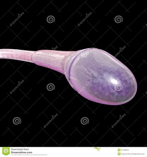 sperm stock illustration image 44728912