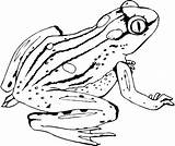 Frog Coloring Pages Printable Realistic Coqui Poison Dart Frogs Color Getdrawings Launching Getcolorings Kids Colorings Drawing sketch template