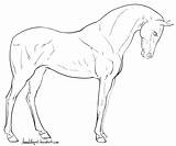 Deviantart Horse Lineart Standing Horses Sketches Coloring Pages Arabian Head Animal Drawing Line Drawings Front Sketch Adult Pegasus Gaited sketch template