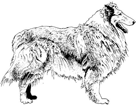 collie coloring pages