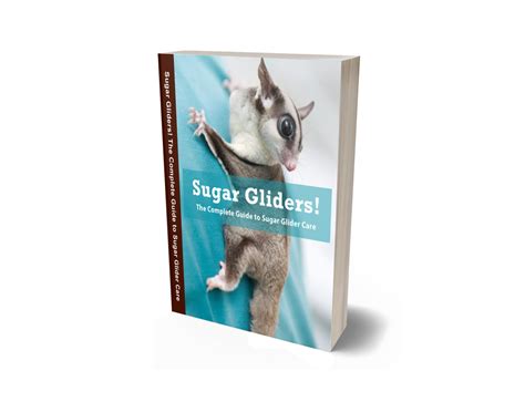 sugar gliders  complete guide  sugar glider care payhip