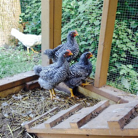 Sight Sexing Barred Plymouth Rock Chicks At Hatch Page 3