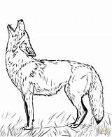 Howling Coyote Heulender Wilk Coyotes Ausmalbild Ausmalen Colouring Kojot Kolorowanka Supercoloring Drukuj sketch template