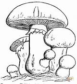 Fungi Coloring Pages Getdrawings sketch template