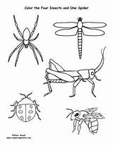 Insect Spiders Coloringnature Sponsors sketch template