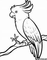 Coloring Pages Crested Sulphur Cockatoo Coloringbay Related sketch template