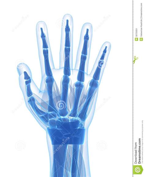 menschliche hand stock abbildung illustration von karosserie