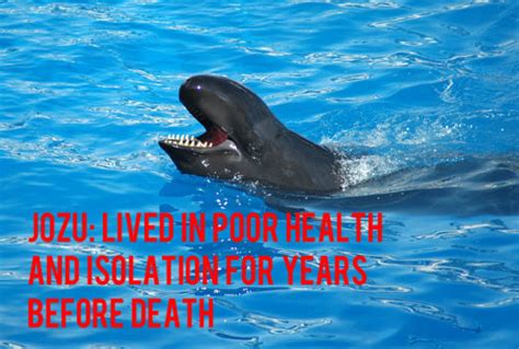 dolphin killer whale tumblr