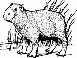 Coloring Pages Capybara Capibara Clipart Agouti Kids Svg Porcupine Cliparts Animals Vector Popov Andrei Wildlife Clip Clipground Favorites Add 606px sketch template