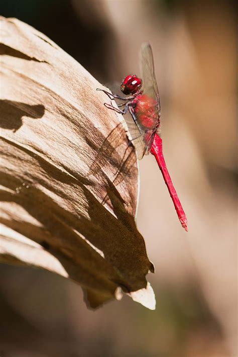 insect red dragonfly on leaf dragonfly image free stock