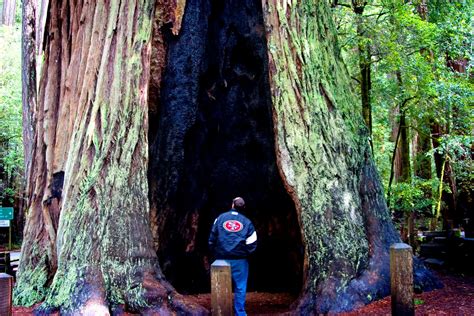 worth  thousand words redwoods