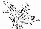 Ladybug Mariquita Mariquitas Flores Grouchy Ladybugs Colouring Cute Coloringhome Paginas Hoja sketch template