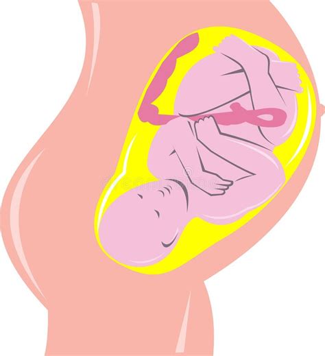 human female pregnant anatomy