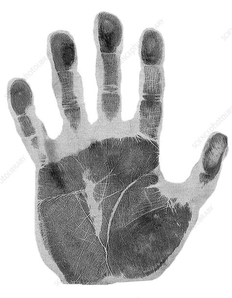 Human Handprint Stock Image H200 0411 Science Photo Library