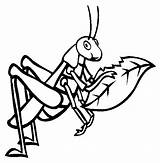 Grasshopper Coloring Pages Color Animals Sheet sketch template