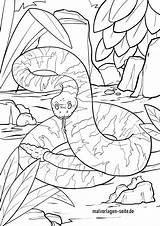 Schlange Ausmalbilder Ausmalen Malvorlage Klapperschlange Schlangen Malvorlagen Kaa Kinderbilder Kostenlose Tiere Kinder Giftschlange Verwandt sketch template