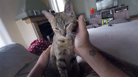 Kitten Massage 😻 Youtube