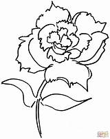 Carnation Coloring Pages Flower Drawing Dianthus Flowers Step Simple Drawings Printable Sketch Sketches Paintingvalley Kids Crimson Categories 59kb 1787 sketch template
