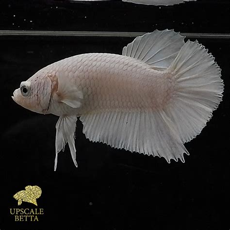 white platinum betta fish  beauty   rarity upscale betta