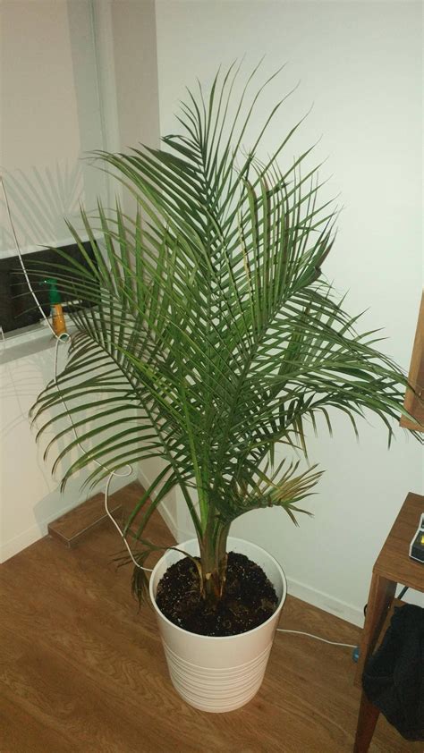 mini majestic palm rhouseplants