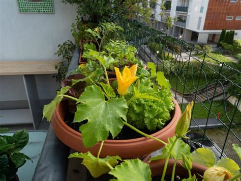 succeed  growing zucchini  containers