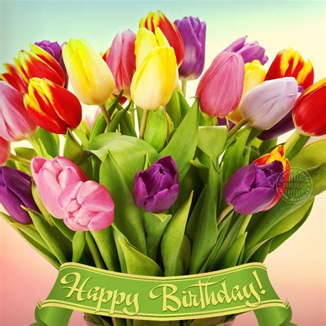 happy birthday beautiful tulips  soft  fuzzy messages