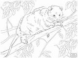 Sugar Coloring Glider Pages Possum Opossum Destiny Getdrawings Getcolorings Printable sketch template
