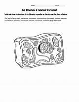 Cell Membrane Worksheet Coloring Finished Template sketch template