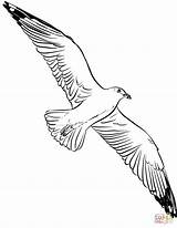 Coloring Pages Seagull Flying Printable Flight Drawing sketch template