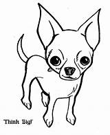 Chihuahua Coloring Pages Dog Big Think Chihuahuas Drawing Printable Color Dogs Puppy Puppies Netart Print Only Teacup Cute Template Visit sketch template