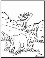 Caribou Coloring Colouring Pages Coloringbay Stuff Doodles Scribbles Echo Easter sketch template