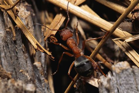 surefire steps  eliminate  prevent carpenter ants