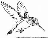 Hummingbird Coloring Pages Drawings Printable Clipart Bird Drawing Kids Color Birds Hummingbirds Ruby Throated Line Simple Print Easy Sketch Clip sketch template