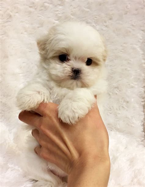tiny teacup maltese puppy california los angeles puppy  sale iheartteacups