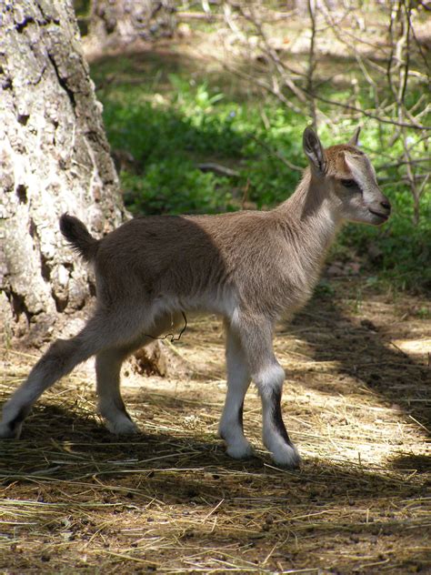 unprecedented sighting  bezoar goat  lagodekhi caucasus nature fund