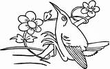 Printable Coloring Hummingbird Pages Getcolorings Color sketch template