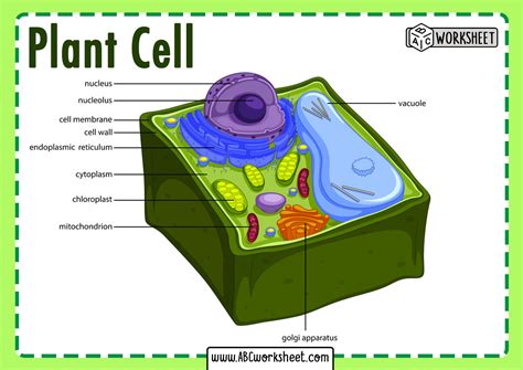 plant cell parts  structure