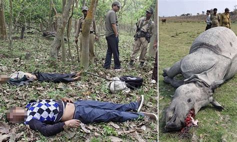 indian rhino left to die in agony after savage hunters mutilate it for profit daily mail online