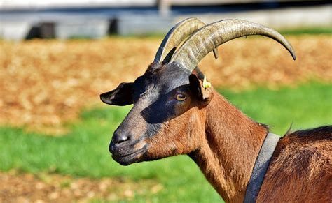 dream  billy goat meaning  symbolism dream glossary