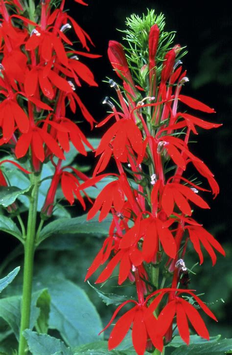 lobelia cardinalis cardinal flower  oz michigan wildflower farm