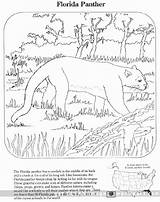Coloring Panther Florida Animals Pages Animal Endangered Kids Panthers Everglades Domain Public Wpclipart Species Color Printable Sheets Print Drawing Colorat sketch template