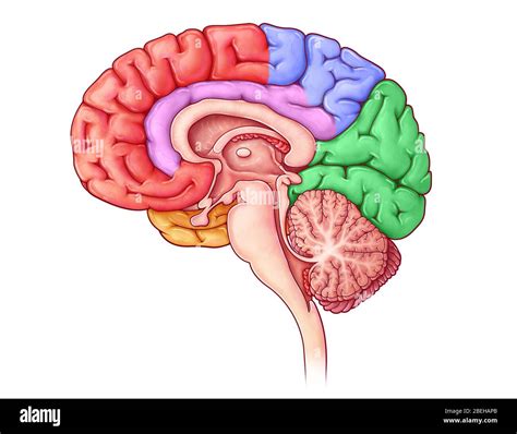 anatomia del cerebro humano cuerpo humano plano sagital cerebro gente