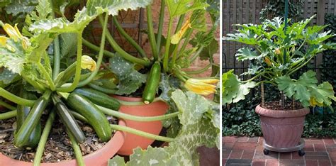 grow tons  organic zucchini  containers smartlivingenvironment