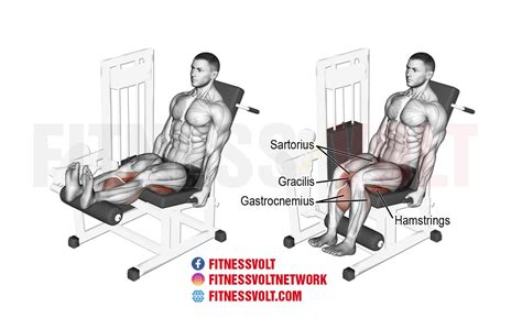 seated leg curl form variations  common mistakes